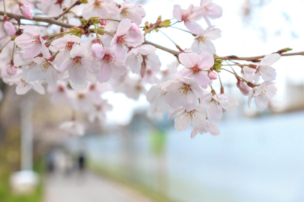 大阪市東淀川区 中止 毎年綺麗な桜が咲き誇る 柴島浄水場桜並木通り抜けが新型コロナウイルス感染拡大防止のため中止となりました 号外net 東淀川区