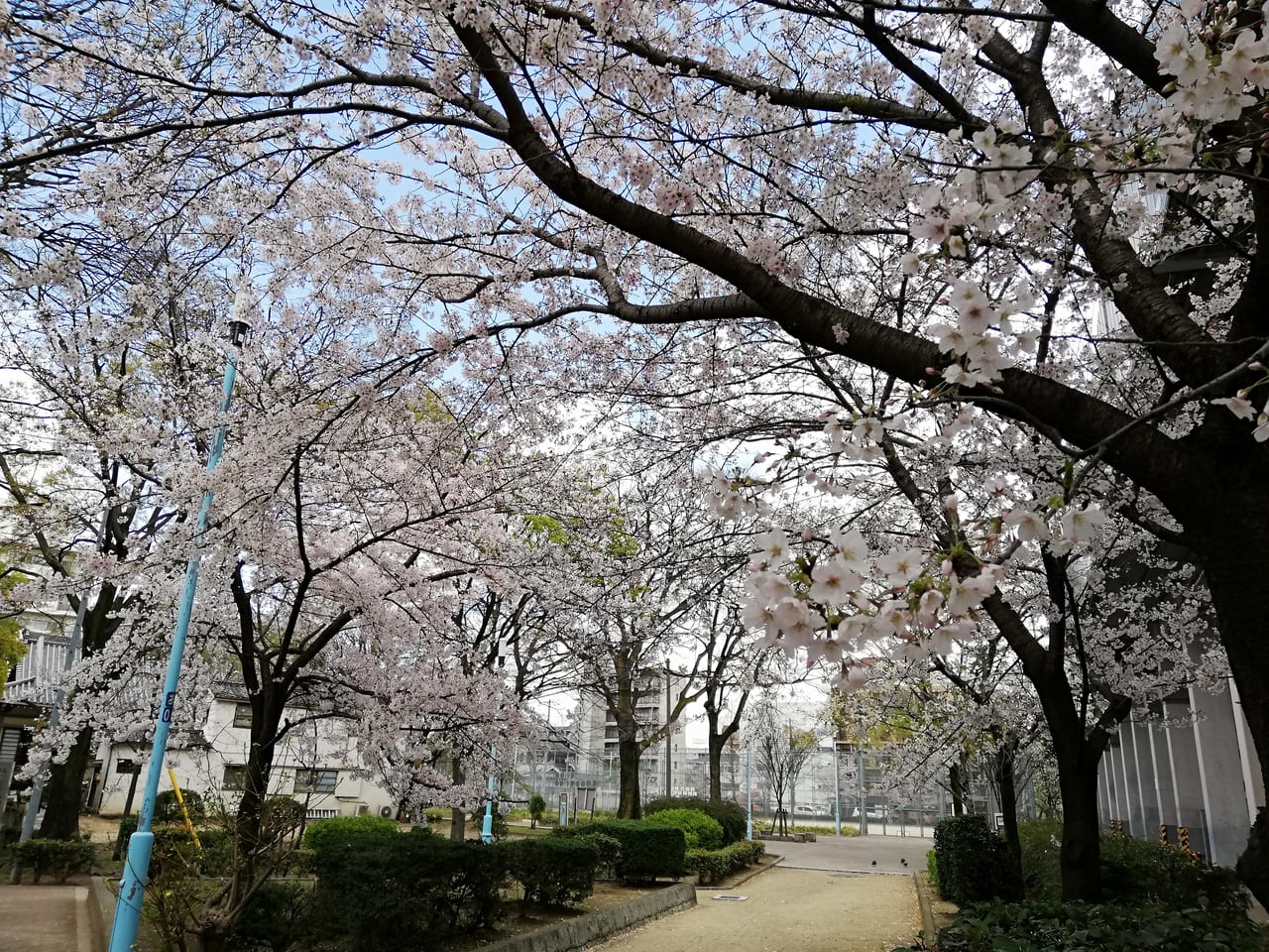 瑞光寺公園桜
