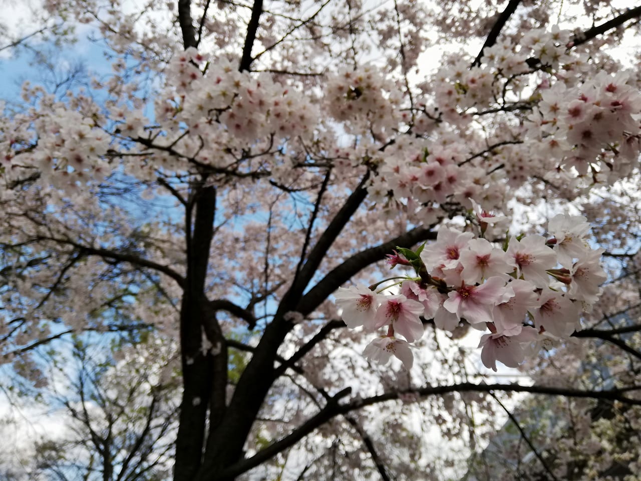 瑞光寺公園桜
