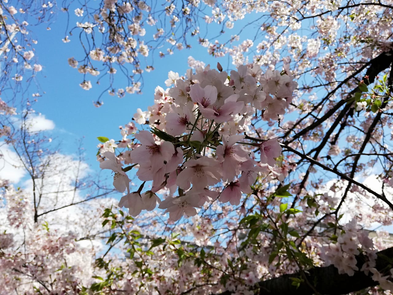 大宮神社桜