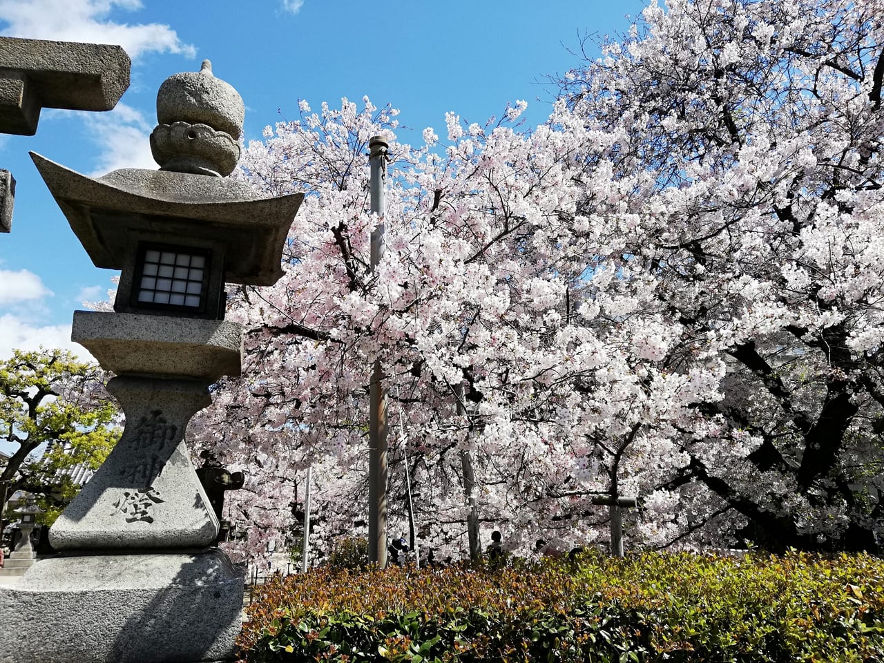 大宮神社桜