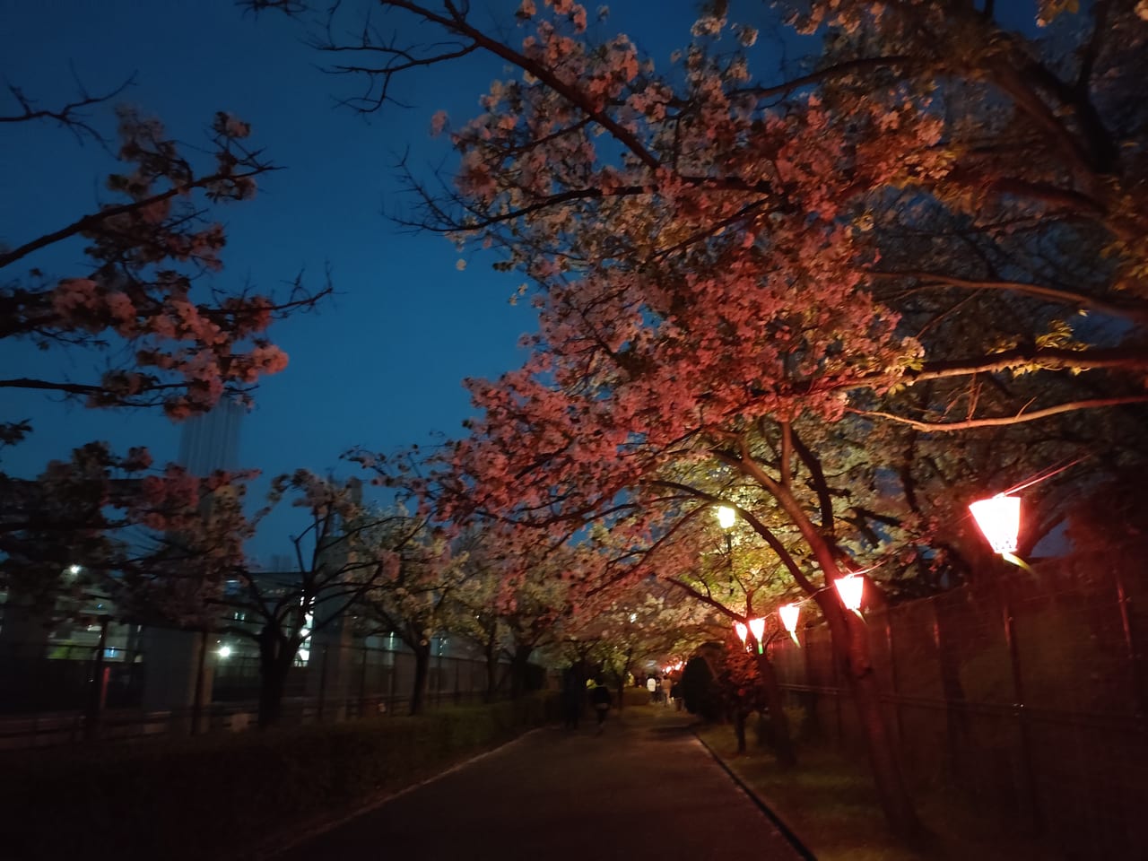 柴島浄水場桜並木通り抜け