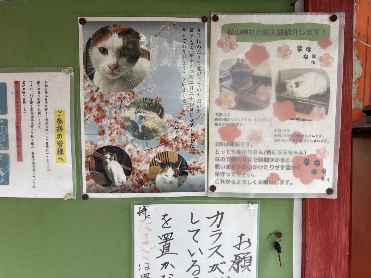 松山神社の猫