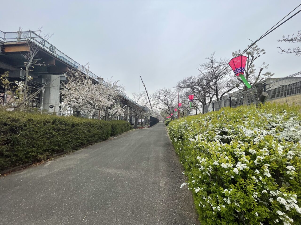 2025年の柴島浄水場の桜並木通り抜けの風景