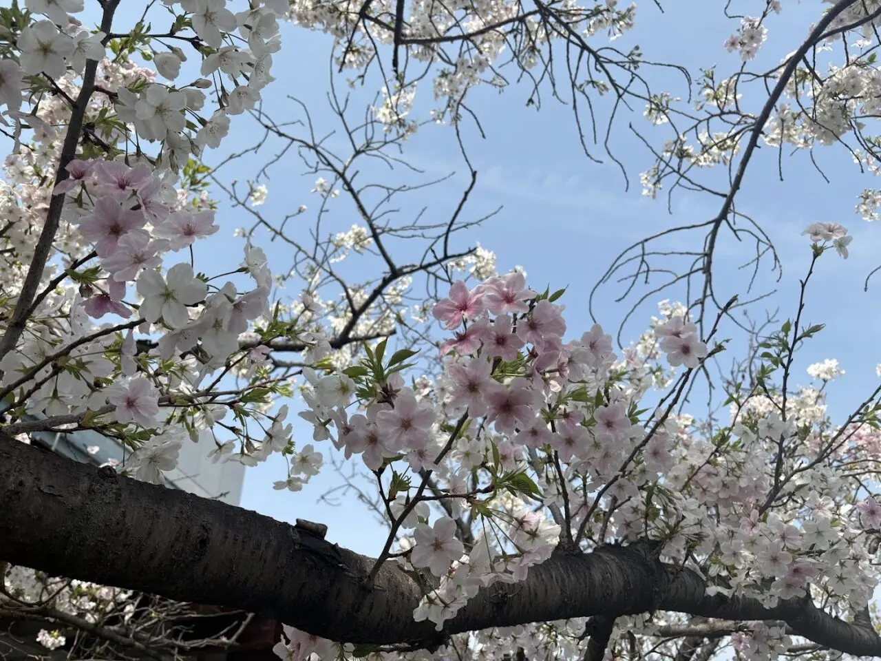 柴島浄水場の桜の通り抜けの桜