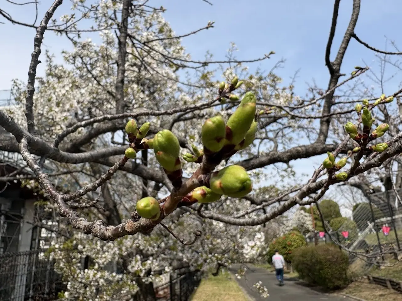 柴島浄水場の桜の通り抜けの桜（つぼみ）