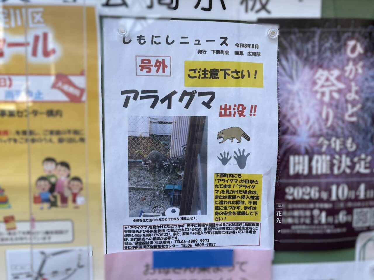 下西町のアライグマ出没情報